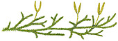 Stag's horn clubmoss (Lycopodium clavatum), illustration