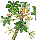 Trumpet bush (Cecropia peltata), illustration