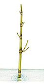 Water horsetail (Equisetum fluviatile), illustration