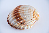 Shell of a rough cockle