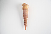 Shell of sea snail