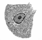 Parietal cell, illustration