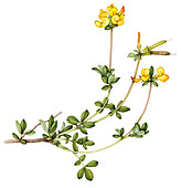 Bird's-foot trefoil (Lotus corniculatus), illustration