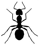 Ant, illustration