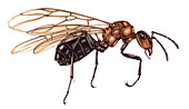 Scottish wood ant queen, illustration