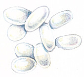 Wood ant eggs, illustration