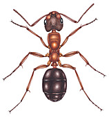 Narrow headed ant, illustration