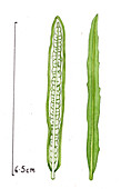 Narrow-leaved yerba santa leaf, illustration
