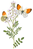 Orange-tip butterfly and cuckoo-flower, illustration