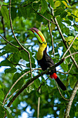 Keel-billed toucan lifting head