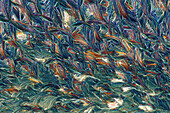 Erythritol and resorcinol crystals, light micrograph