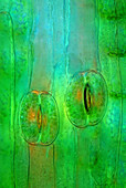 Stomata in hyacinth (Hyacinthus sp.) leaf, light micrograph