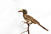 African grey hornbill perching on branch