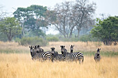 Herd of zebras standing on grass
