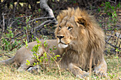 Male lion lying on ground