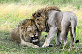 Male lions interacting