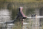 Hippos in water