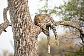 Leopard resting in tree