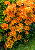 Azalea (Rhododendron 'Gibraltar') flowers