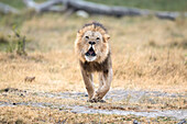 Male lion walking