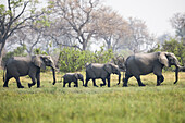 African bush elephants walking in line