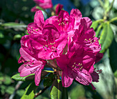 Rhododendron 'America' flowers