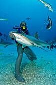 Diver and Caribbean reef shark