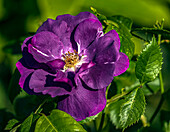 Rose (Rosa 'Rhapsody in Blue') flower