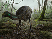 Diogenornis prehistoric bird, illustration
