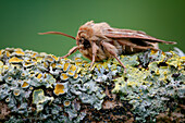 Antler moth