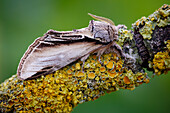 Swallow prominent moth