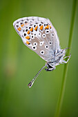 Brown argus butterfly