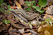 Large psammodromus lizard