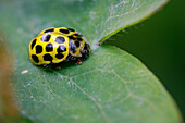 22 spot ladybird