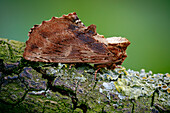Coxcomb prominent moth