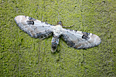 Lime-speck pug moth