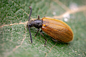 Darkling beetle