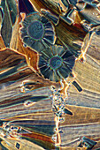 Tartaric acid crystals, light micrograph