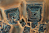 Recrystallised kitchen salt, light micrograph