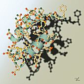 Bovine insulin molecule, illustration