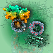 Beta-cyclodextrin bound to AMPK beta subunit, illustration