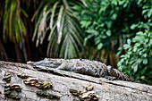 American crocodile resting on log