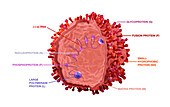 Spherical respiratory syncytial virus, illustration