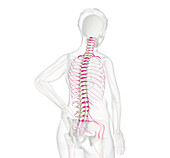 Human spine and nerves, illustration