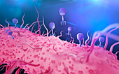 T4 bacteriophage infecting E. coli bacterium, illustration