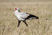 Secretary bird