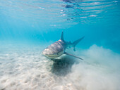 Dusky shark