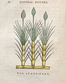 Sugar cane, 18th century illustration