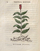 Ginger plant, 18th century illustration