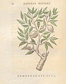 Pomegranate tree, 18th century illustration